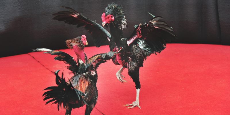 Hướng dẫn đặt cược đá gà cựa sắt chi tiết