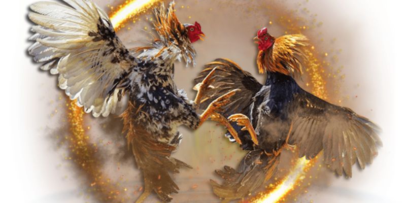 Khái quát về giải đấu đá gà C1