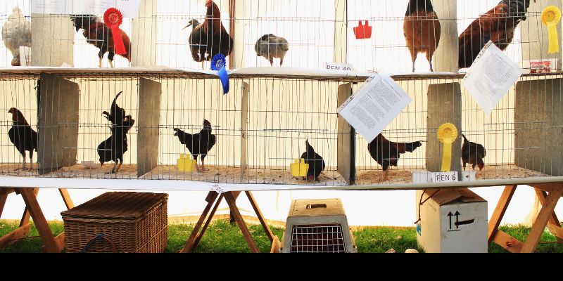 Luật chơi về đá gà cựa sắt