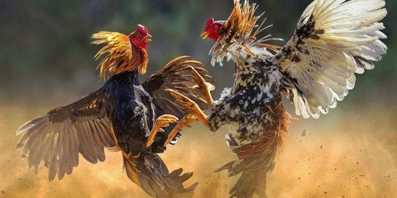 Quy định về kích cỡ và trang bị của các chú gà