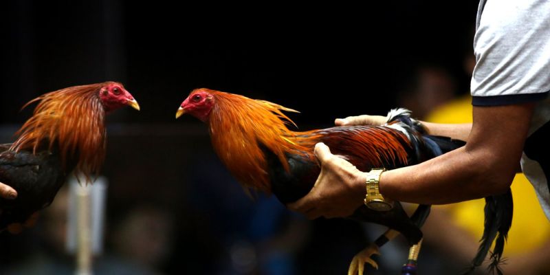 Đá gà trực tiếp