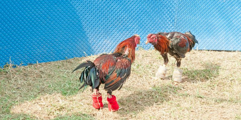 Kinh nghiệm đá gà hàng xáo