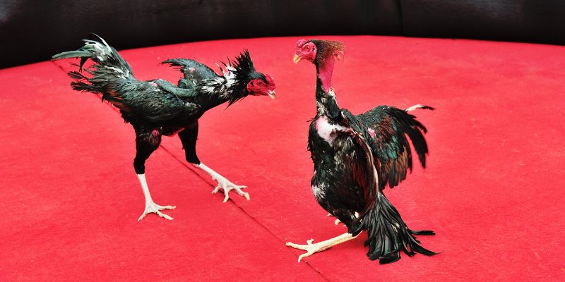 Kỹ năng đá gà hàng xáo