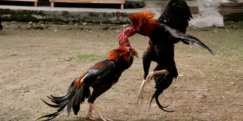 Quy tắc thi đấu cơ bản trong đá gà trực tiếp