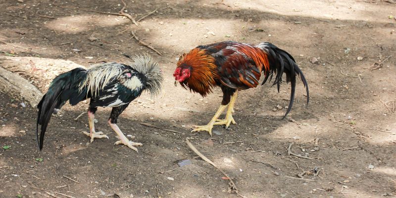 Thuốc gà đá tăng bo B15&b12